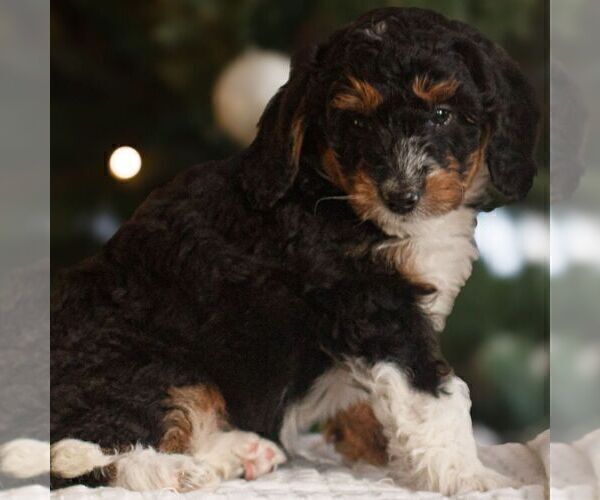 Medium Photo #4 Bernedoodle (Miniature) Puppy For Sale in NEW HOLLAND, PA, USA