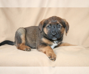 Akita-Rottweiler Mix Puppy for sale in SHILOH, OH, USA