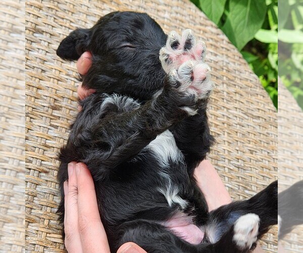 Medium Photo #10 F2 Aussiedoodle Puppy For Sale in COLUMBIA, TN, USA