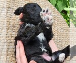 Small #9 F2 Aussiedoodle