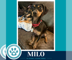 Small #1 Dachshund Mix