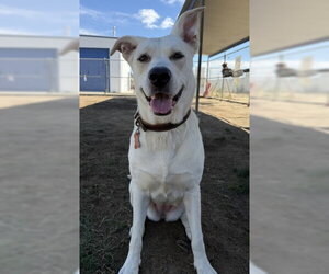 Labrador Retriever Dogs for adoption in Bakersfield, CA, USA