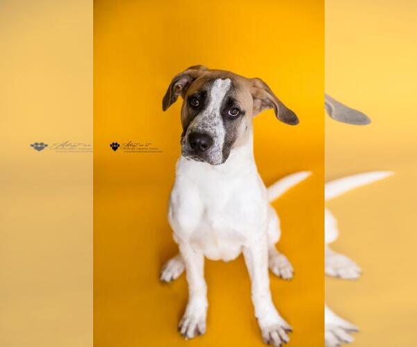 Medium Photo #12 Great Pyrenees-Unknown Mix Puppy For Sale in Rockwall, TX, USA