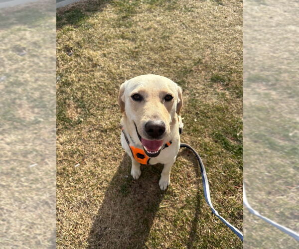 Medium Photo #3 Mutt Puppy For Sale in Salt Lake City, UT, USA