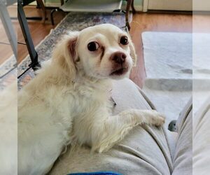 Chi-Poo (Miniature) Dogs for adoption in Spring Lake, NC, USA