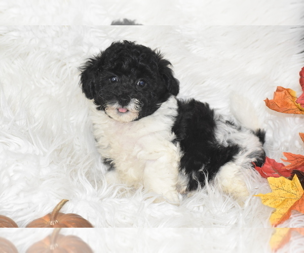 Medium Photo #3 Poochon Puppy For Sale in ELDORADO, OH, USA
