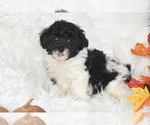 Small #2 Poochon