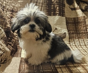 Shorkie Tzu Puppy for sale in WALSH, IL, USA