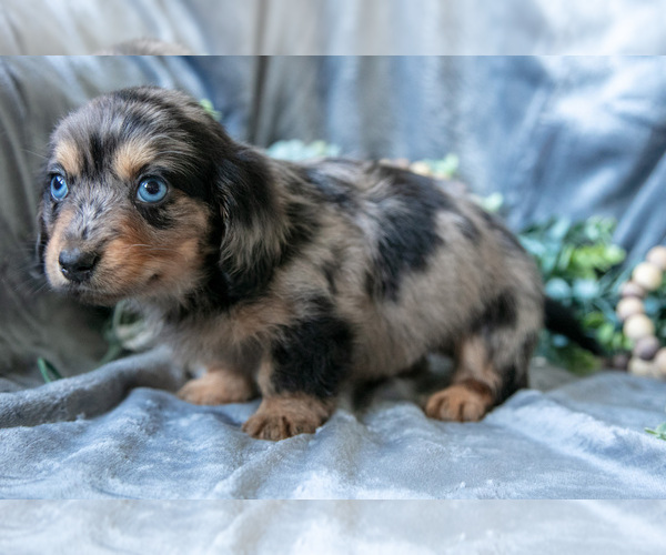 Medium Photo #7 Dachshund-Siberian Husky Mix Puppy For Sale in ELIZABETHTOWN, PA, USA