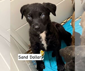 Borador Dogs for adoption in GILBERTS, IL, USA