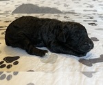 Small Photo #5 Labradoodle Puppy For Sale in MIFFLINBURG, PA, USA