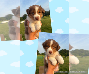 Australian Shepherd Litter for sale in NILES, MI, USA