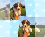 Image preview for Ad Listing. Nickname: Litter of 12