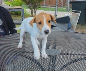 Medium Jack Russell Terrier