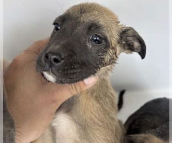 Medium Photo #1 Black Mouth Cur-Unknown Mix Puppy For Sale in Houston, TX, USA