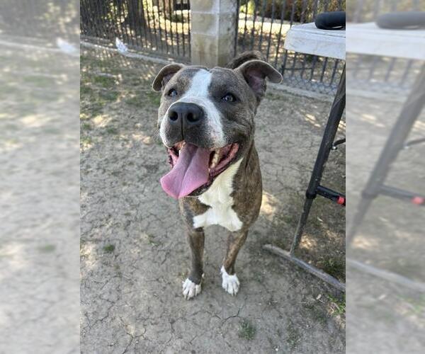 Medium Photo #1 Mutt Puppy For Sale in Riverside, CA, USA