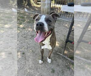 Mutt Dogs for adoption in Riverside, CA, USA