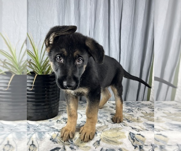 Medium Photo #3 German Shepherd Dog Puppy For Sale in GREENWOOD, IN, USA