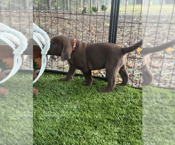 Medium Photo #5 Labrador Retriever Puppy For Sale in SPRING HILL, FL, USA