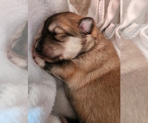 German Shepherd Dog-Siberian Husky Mix Puppy for sale in FLORISSANT, CO, USA