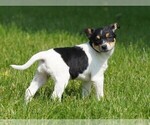 Small #4 Fox Terrier (Toy)