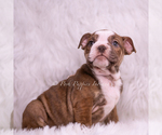 Small Photo #59 Bulldog Puppy For Sale in WARSAW, IN, USA