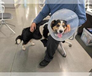 Mutt Dogs for adoption in San Martin, CA, USA