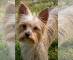 Small Photo #1 Yorkshire Terrier Puppy For Sale in PLACITAS, NM, USA