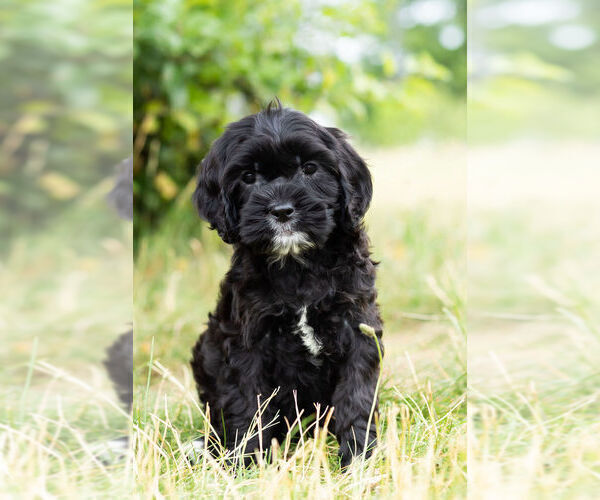 Medium Photo #10 Cockapoo Puppy For Sale in WARSAW, IN, USA
