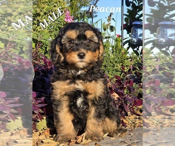Medium Photo #1 Miniature Bernedoodle-Poodle (Standard) Mix Puppy For Sale in MILLVILLE, MN, USA