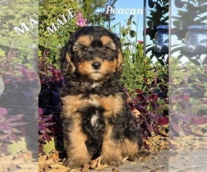 Miniature Bernedoodle-Poodle (Standard) Mix Puppy for sale in MILLVILLE, MN, USA
