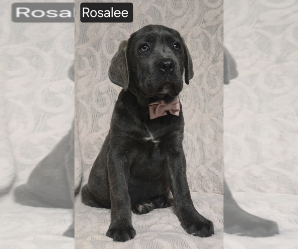 Medium Photo #12 Cane Corso Puppy For Sale in MINERAL WELLS, WV, USA