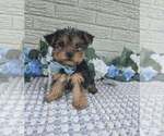 Small #2 Yorkshire Terrier
