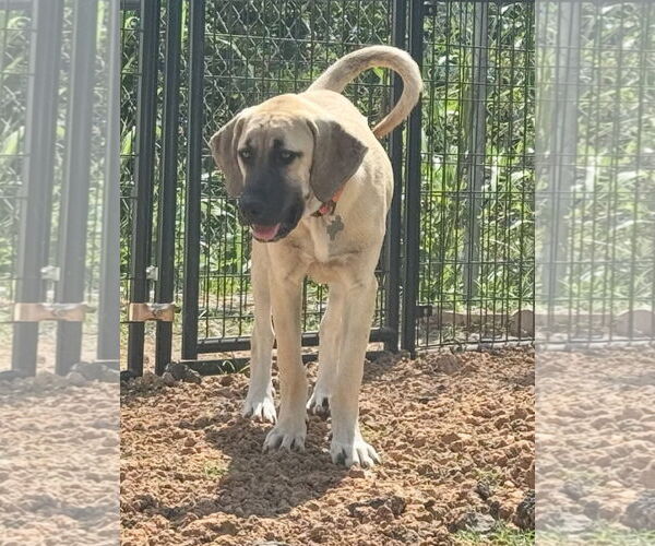 Medium Photo #10 Anatolian Shepherd-Rhodesian Ridgeback Mix Puppy For Sale in Higley, AZ, USA