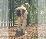 Small #9 Anatolian Shepherd-Rhodesian Ridgeback Mix