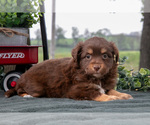 Small #1 Miniature Australian Shepherd