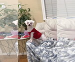 Small #1 Maltese