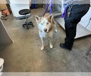 Siberian Husky Dogs for adoption in Corona, CA, USA