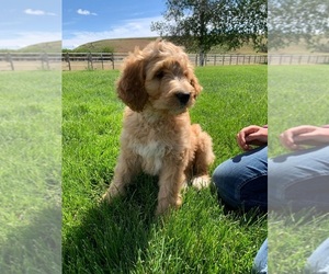 Pyredoodle Puppy for Sale in PRESCOTT, Washington USA