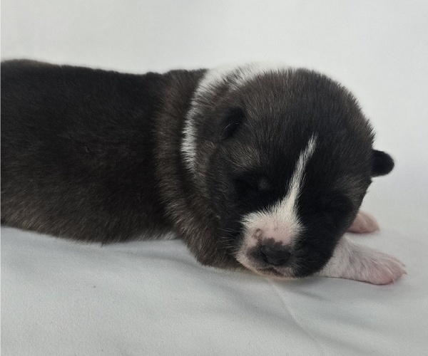 Medium Photo #4 Akita Puppy For Sale in STRAFFORD, MO, USA