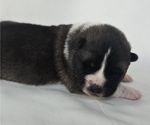 Small #3 Akita