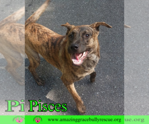 Mutt Dogs for adoption in Pensacola, FL, USA