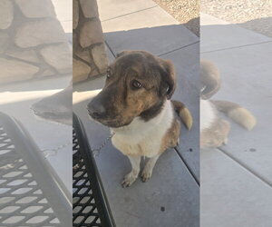 Anatolian Shepherd-Unknown Mix Dogs for adoption in Chandler, AZ, USA