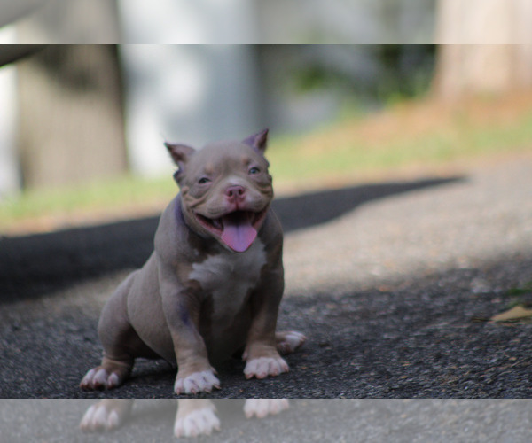 Medium Photo #5 American Bully Puppy For Sale in MOUNT OLIVE, AL, USA