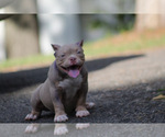 Small #4 American Bully