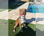 Small #8 Boxer-Staffordshire Bull Terrier Mix