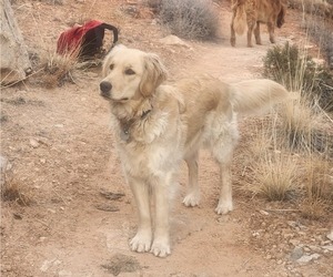 Mother of the English Cream Golden Retriever puppies born on 07/07/2025