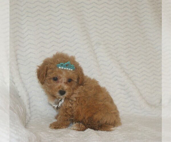 Medium Photo #4 Maltipoo Puppy For Sale in THONOTOSASSA, FL, USA