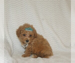Medium Maltipoo