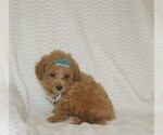 Puppy Maltipoo Female Maltipoo